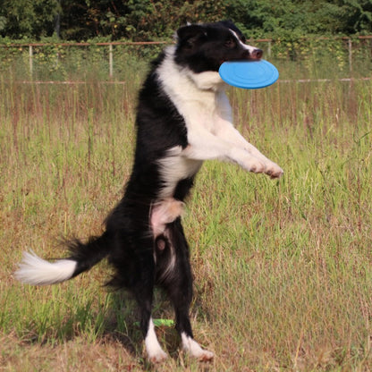 Pet Frisbee
