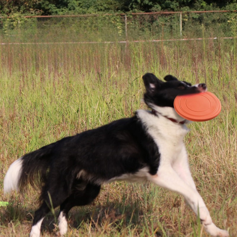 Pet Frisbee